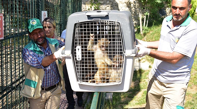Gürbulak Sınır Kapısı'nda yakalanan 3 Makak maymunu Malatya'ya getirildi