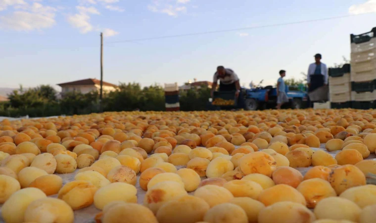 Kuru Kayısı Fiyatı Et Fiyatlarını İkiye Katladı