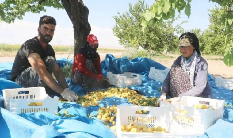 Mevsimlik işçilerin şartları iyileştiriliyor!