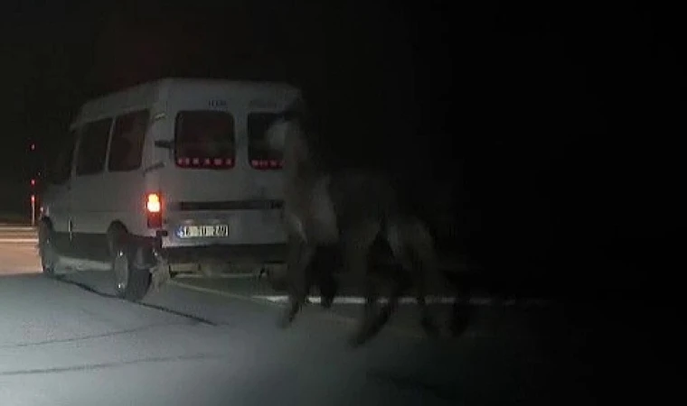 Sivas’ta tepki çeken görüntü: Atları kamyonetin arkasına bağlayıp koşturdu