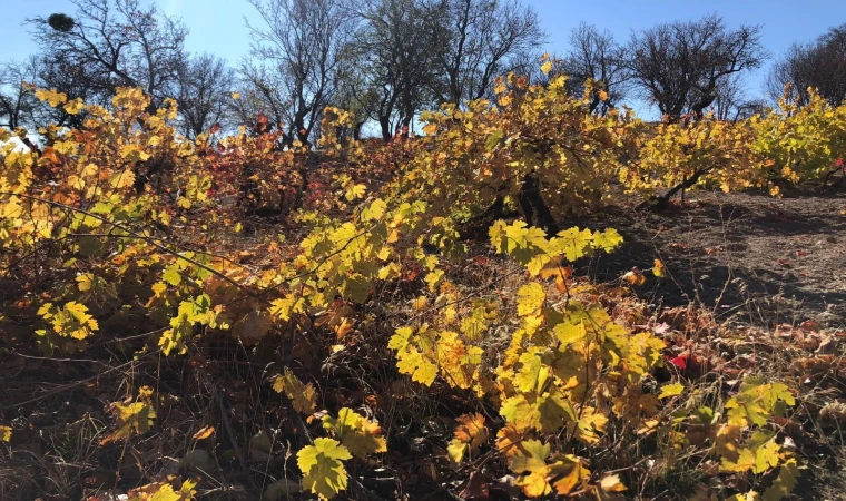 Arapgir’de sonbahar doğal güzelliğiyle görenleri hayran bıraktırıyor