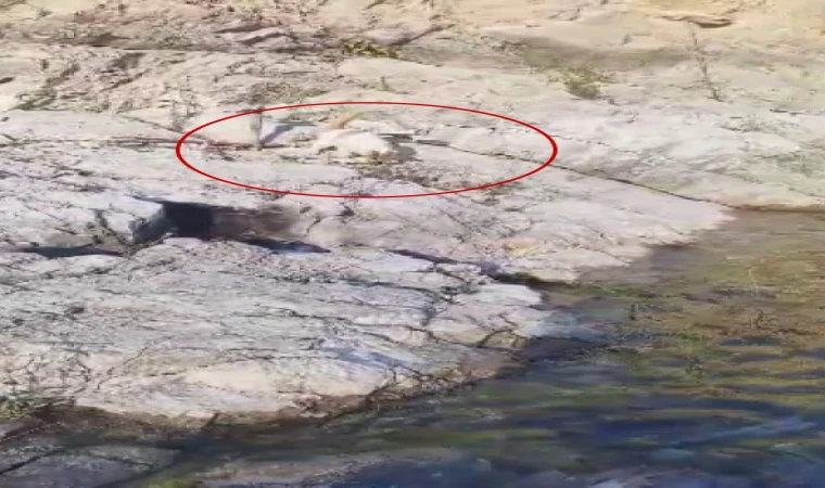 Malatya'da amatör balıkçı ile kedi arasındaki diyalog gülümsetti