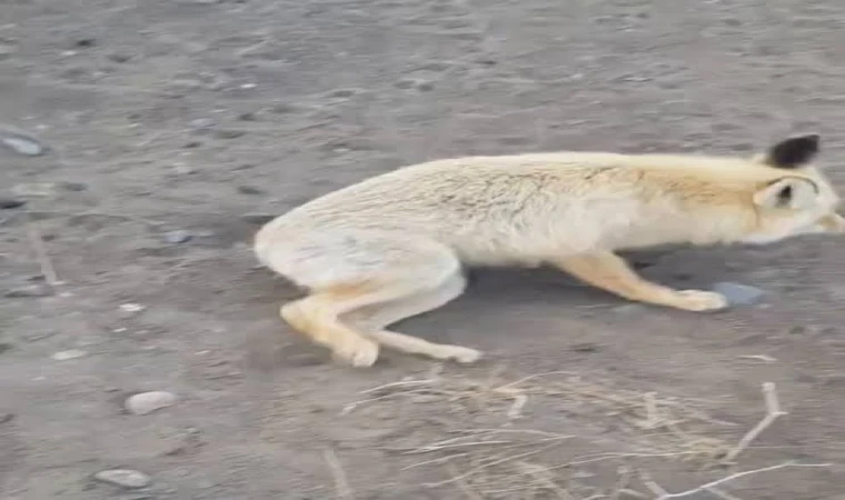 Ağrı’da Tilkiye Taşlı Saldırı Kamerada