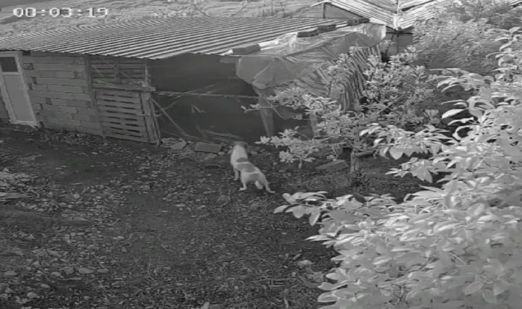 Alanya’da Kümes Baskını: 6 Başıboş Köpek 30 Cins Tavuğu Telef Etti