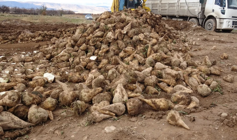 Malatya’da Şeker Pancarında Yüksek Verim Çiftçinin Yüzünü Güldürdü