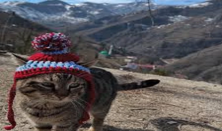 Trabzon’da Bir Vatandaş, Kedisine Bere Ördü
