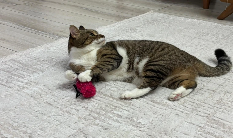 Uzmandan evcil hayvanlarda aşı uyarısı