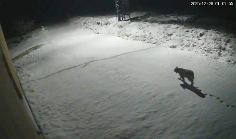 Malatya'da ‘vaşak görüntülendi