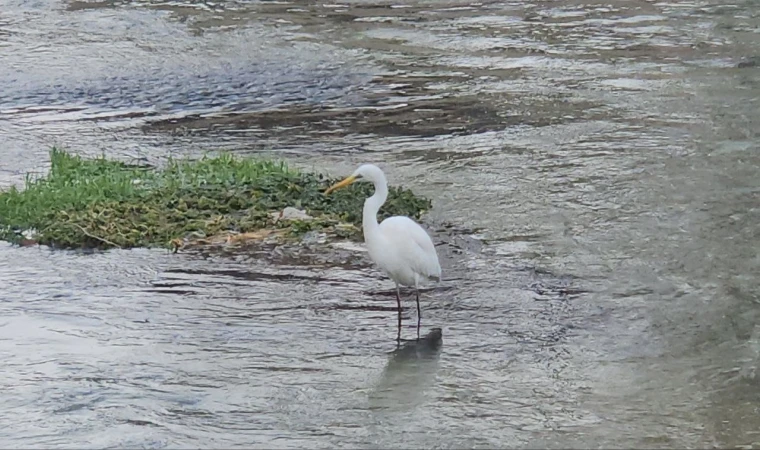 Tohma Çayı'nı mesken tutan balıkçıl kuşu ilgi görüyor