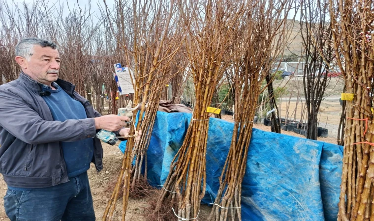 Darende’de Kayısı Fidanına Yoğun İlgi
