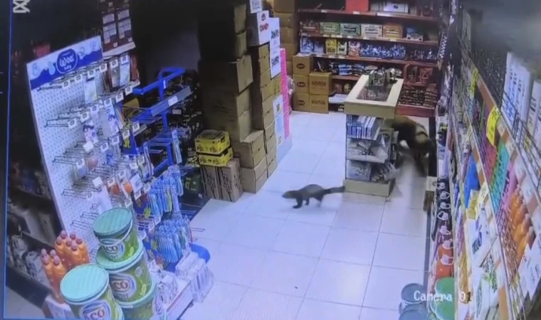 Dilek Mahallesi’nde sansar markete girdi, Paşa kovalamaya başladı