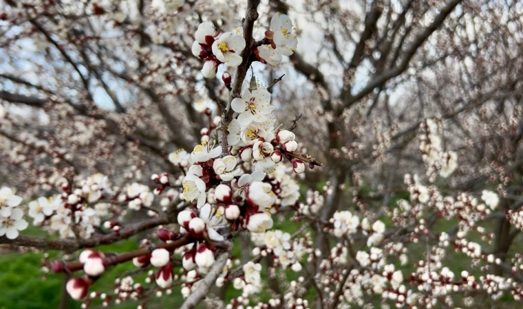 Yıldırım: “Bakım Yapılırsa Verim Ve Kaliteyi Bekliyoruz”