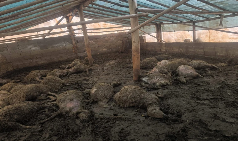 Arguvan’da kurdun girdiği ağılda 40 koyun telef oldu