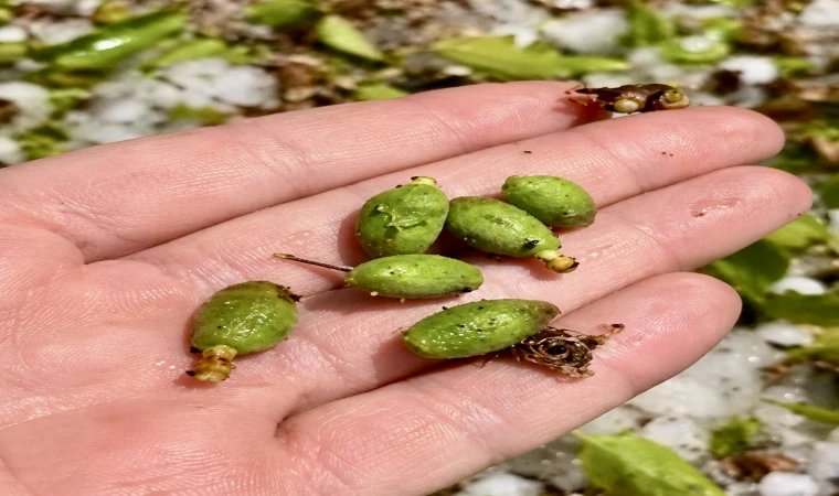 Darende’de Dolu Kayısı Çağlalarını Döküp Geçti