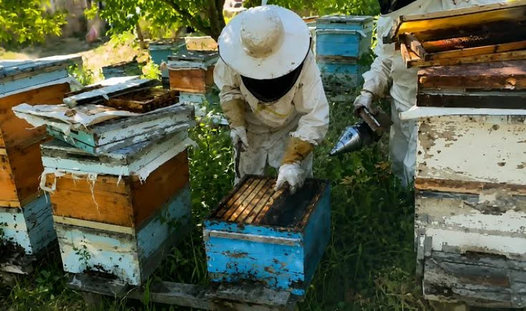 Kekik Ve Gevenin Lezzeti Kovana Yansıyor