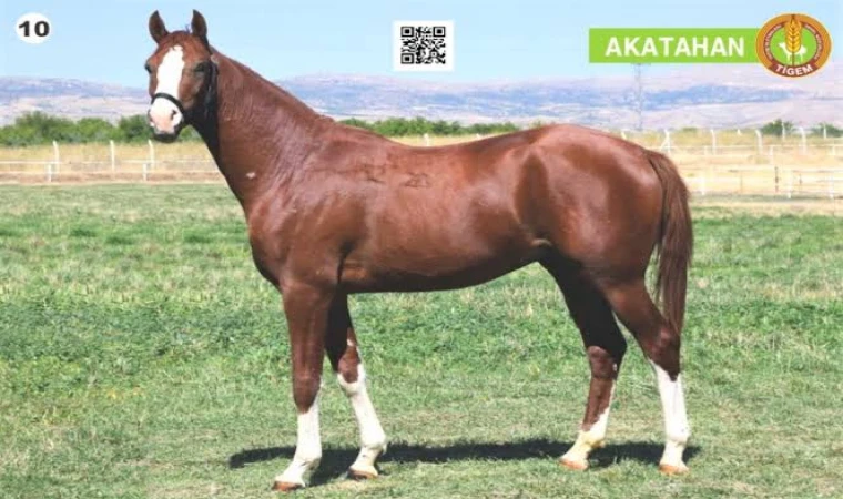 Sultansuyu Tayları Bursa’da Alıcı Buldu: Satış Geliri 14,3 Milyon TL’yi Aştı