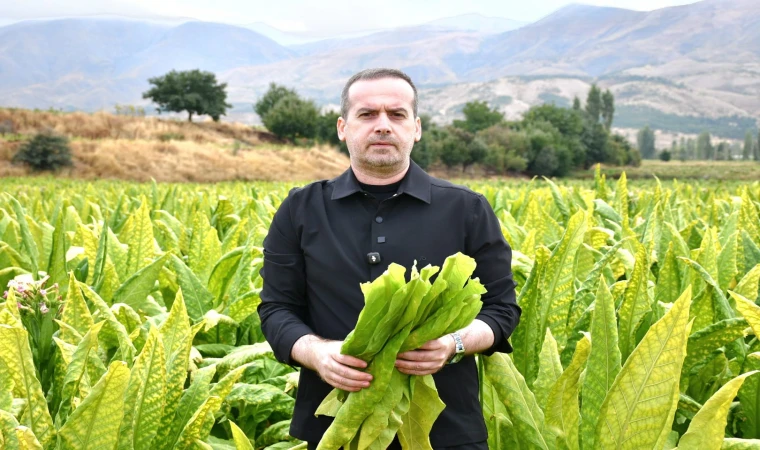 Kurucaova’da Tütün Üreticisinin Feryadı: “Emeğimizin Karşılığını İstiyoruz”
