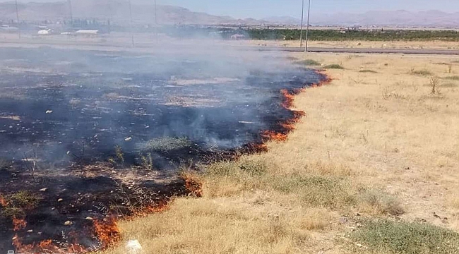 sigara izmaritleri birçok canlının hayatına mal oluyor 