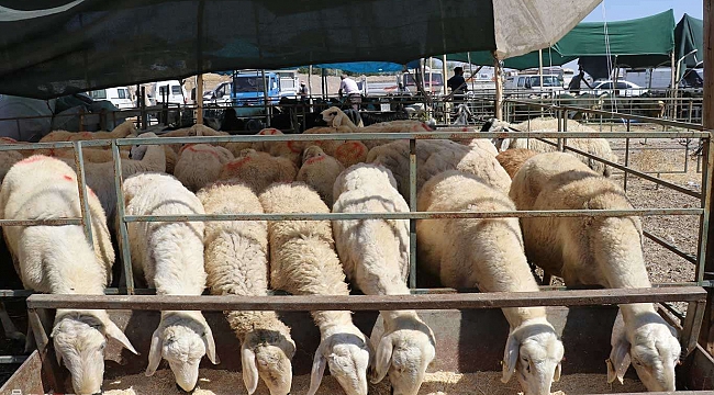 Kurban satıcılarının umudu bayram günlerine kaldı