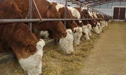 Malatya'da yüzde 35'i hibeli destekleme başvuruları başladı!