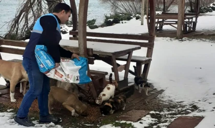 Battalgazi Belediyesi sokak hayvanlarına mama bıraktı h