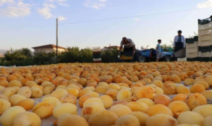 Kuru Kayısı Fiyatı Et Fiyatlarını İkiye Katladı