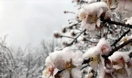 Meteorolojiden uyarı! Ağaçlarda çiçek kalmayacak