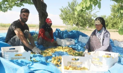 Mevsimlik işçilerin şartları iyileştiriliyor!