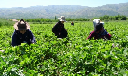 Malatya’da “kırmızı elmas’ hasadı başladı