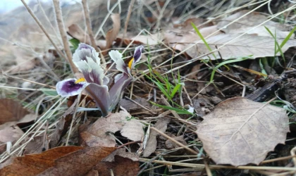 Malatya'da kar yağışı devam ederken Pütürge'de nevruz ve badem ağaçları çiçek açtı