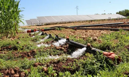 Tarımsal destekleme ödemeleri hesaplara aktarılıyor