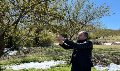Akçadağ’da zirai don kayısıyı vurdu