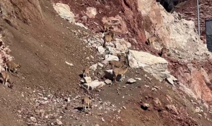 Dağ keçileri güneşli havanın tadını çıkardı