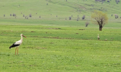 Leylekler Muş Ovası’na döndü