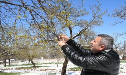 Malatya'da zirai don felaketi
