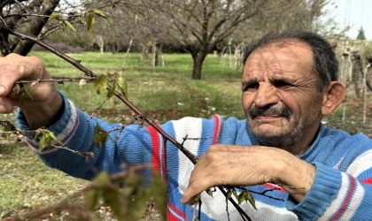 Malatya'da zirai don meyve ağaçlarını vurdu