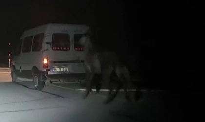 Sivas’ta tepki çeken görüntü: Atları kamyonetin arkasına bağlayıp koşturdu