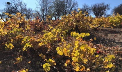 Arapgir’de sonbahar doğal güzelliğiyle görenleri hayran bıraktırıyor