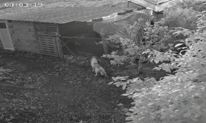 Alanya’da Kümes Baskını: 6 Başıboş Köpek 30 Cins Tavuğu Telef Etti