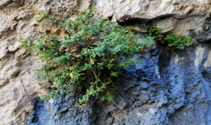 Bilimsel Analiz: Malatya Kantaronu, Sarı Kantaronun Üstünde Kimyasal Zenginlik Sunuyor