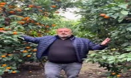 Hatay’da Üreticiden Dikkat Çeken Hamle: Mandalinayı 1 Liradan Satıp Komisyoncuları Devre Dışı Bıraktı