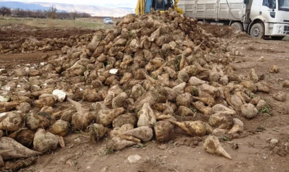 Malatya’da Şeker Pancarında Yüksek Verim Çiftçinin Yüzünü Güldürdü