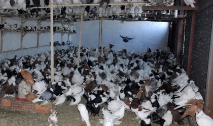 Yozgat’ta İlginç Haciz: Banka Güvercinleri Satışa Çıkardı