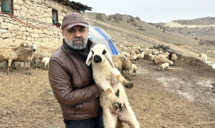 Malatya’da Kuzu Doğum Sezonu Başladı: Üreticiler Gece Gündüz Ağılda