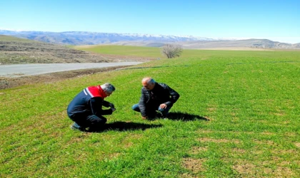 Malatya’da Buğday Tarlaları Mercek Altında