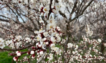 Yıldırım: “Bakım Yapılırsa Verim Ve Kaliteyi Bekliyoruz”