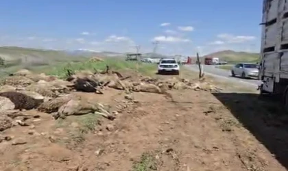 Arapgir’de Koyun Yüklü Tır Devrildi: 100 Hayvan Telef Oldu