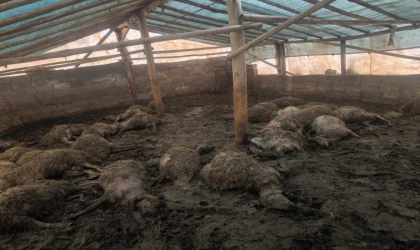 Arguvan’da kurdun girdiği ağılda 40 koyun telef oldu