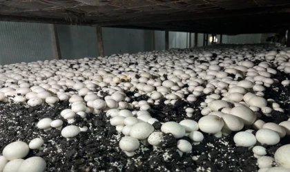 hMalatya’da Alternatif Tarım Atağı: Ayda 15 Ton Mantar Üretiliyor