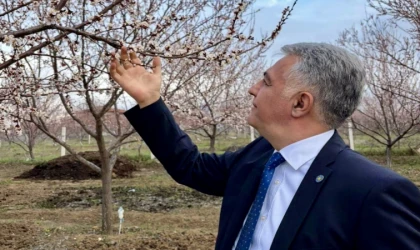Karakurt: “Kayısıyı Korumak Malatya’nın Geleceğini Korumaktır”